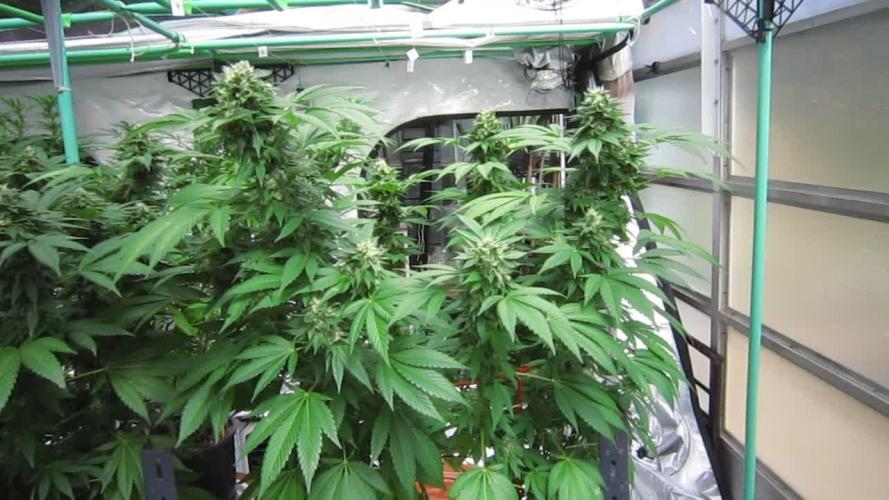 Gorilla Gelato - Ganja Seeds