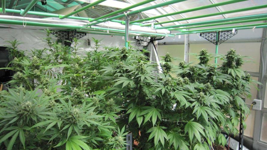 Gorilla Gelato - Ganja Seeds. Week 20 - Front edge - Facing Northeast - Gorilla Gelato is at the far end.
