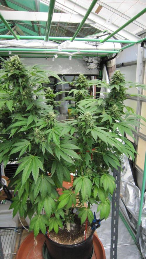 Gorilla Gelato - Ganja Seeds. Week 20 - Gorilla Gelato - GG - Facing North.