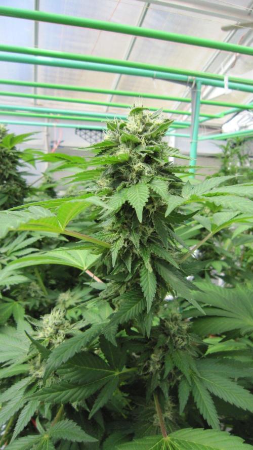 Gorilla Gelato - Ganja Seeds. Week 20 - GG - Huge Buds.