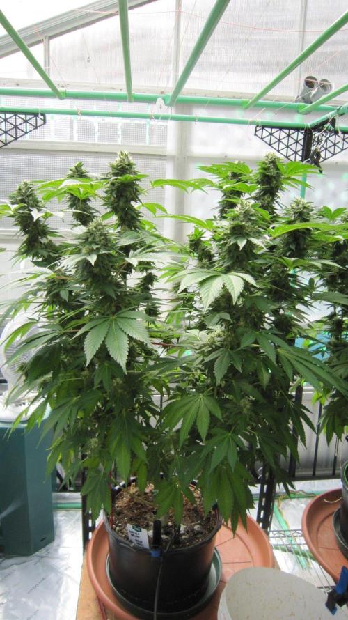 Gorilla Gelato - Ganja Seeds. Week 20 - GG - Facing South.