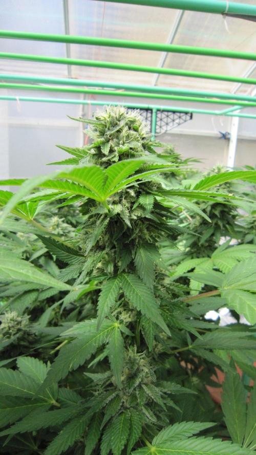 Gorilla Gelato - Ganja Seeds. Week 20 - GG