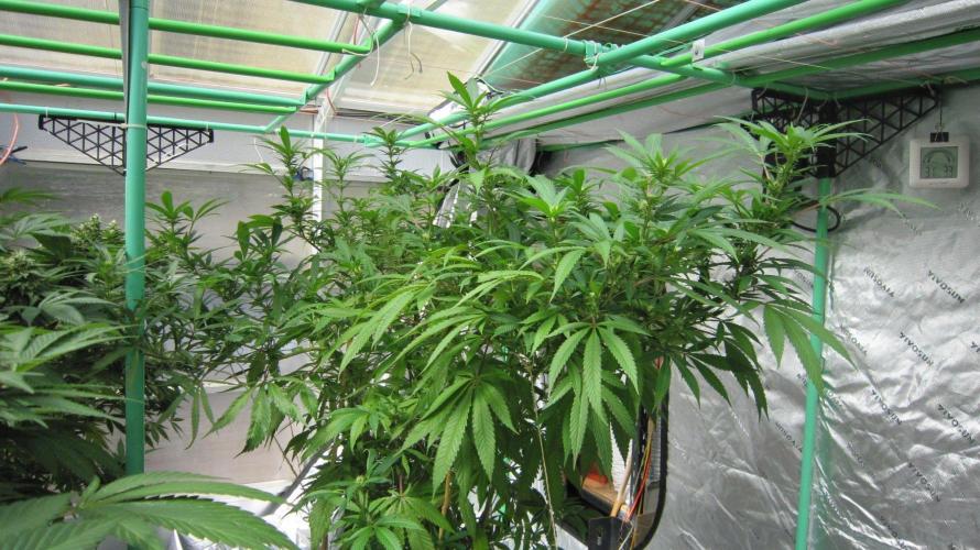 Gorilla Gelato - Ganja Seeds. Week 20 - Sister GG - Facing West