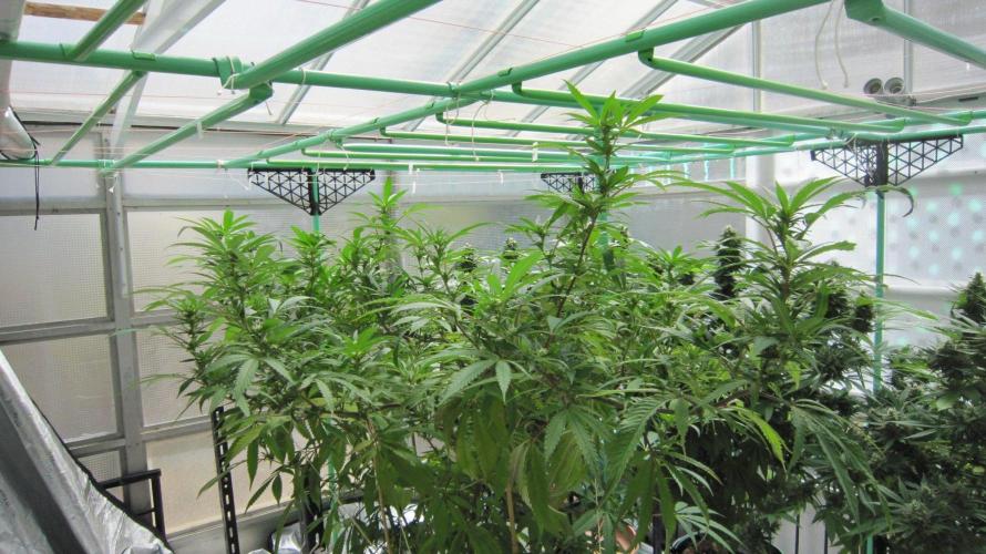 Gorilla Gelato - Ganja Seeds. Week 20 - Sister GG - Facing Southeast