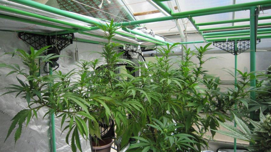 Gorilla Gelato - Ganja Seeds. Week 20 - Sister GG - Facing East.