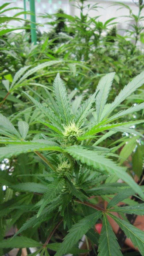 Gorilla Gelato - Ganja Seeds. Week 20 - Sister GG