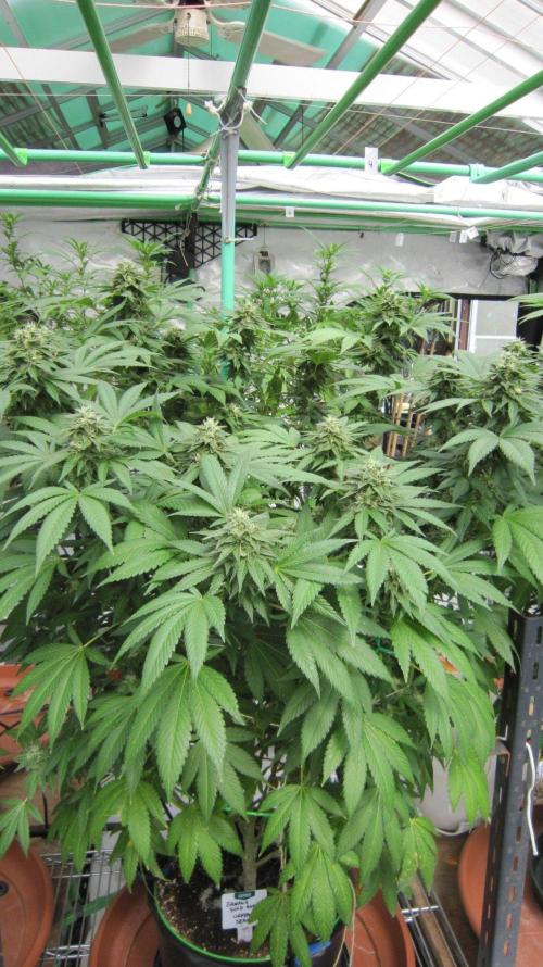 Banana 🍌 Gold Rush  🏆💰🌟. Week 20 - Banana Gold Rush - BGR - Facing North.