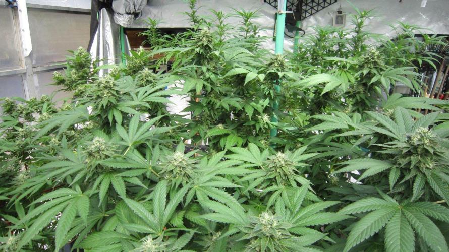 Banana 🍌 Gold Rush  🏆💰🌟. Week 20 - BGR - Lots of big buds.