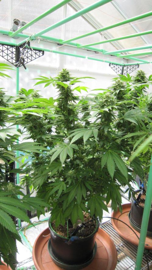 Banana 🍌 Gold Rush  🏆💰🌟. Week 20 - BGR - Facing Southwest