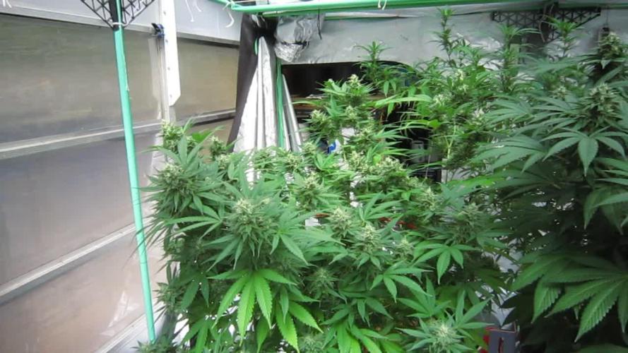 M.A.C.-Sensible Seeds-Premium Selection