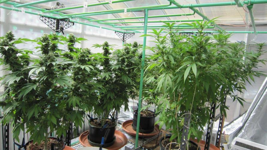 M.A.C.-Sensible Seeds-Premium Selection. Week 21 - We are the far plant you can see the pot but not the plant. Facing Southwest.