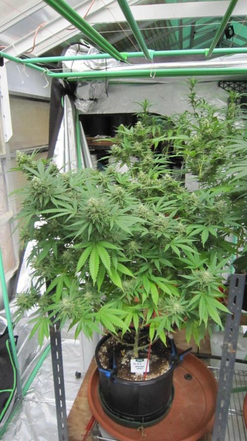 M.A.C.-Sensible Seeds-Premium Selection. Week 21 - M.A.C. - Facing North