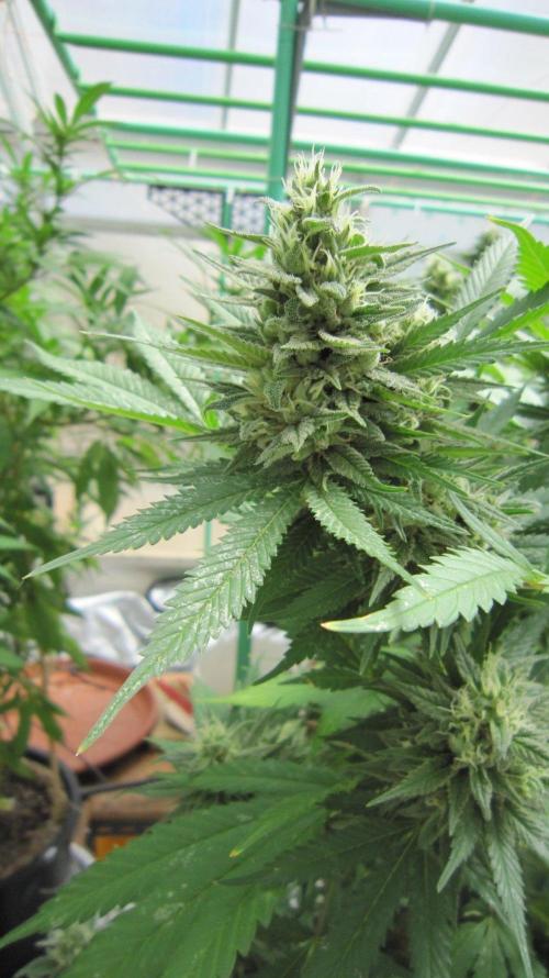 M.A.C.-Sensible Seeds-Premium Selection. Week 21 - M.A.C.