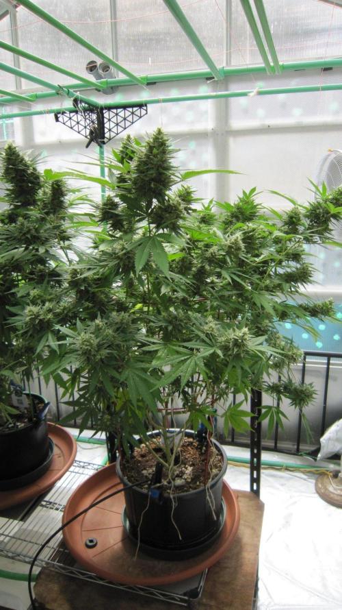 M.A.C.-Sensible Seeds-Premium Selection. Week 21 - M.A.C. - Facing South.