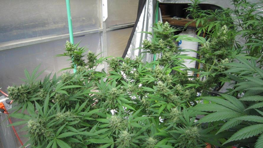 M.A.C.-Sensible Seeds-Premium Selection. Week 21 - M.A.C.