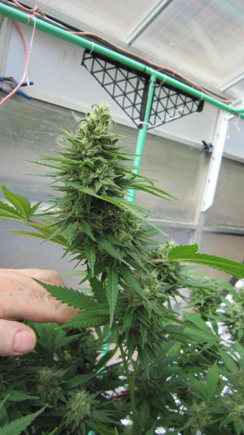 M.A.C.-Sensible Seeds-Premium Selection. Week 21 - M.A.C.