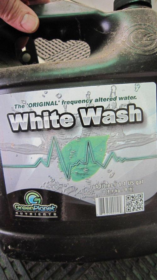 M.A.C.-Sensible Seeds-Premium Selection. Week 21 - "Knocks" the White powdery Mildew "Out"  🤜