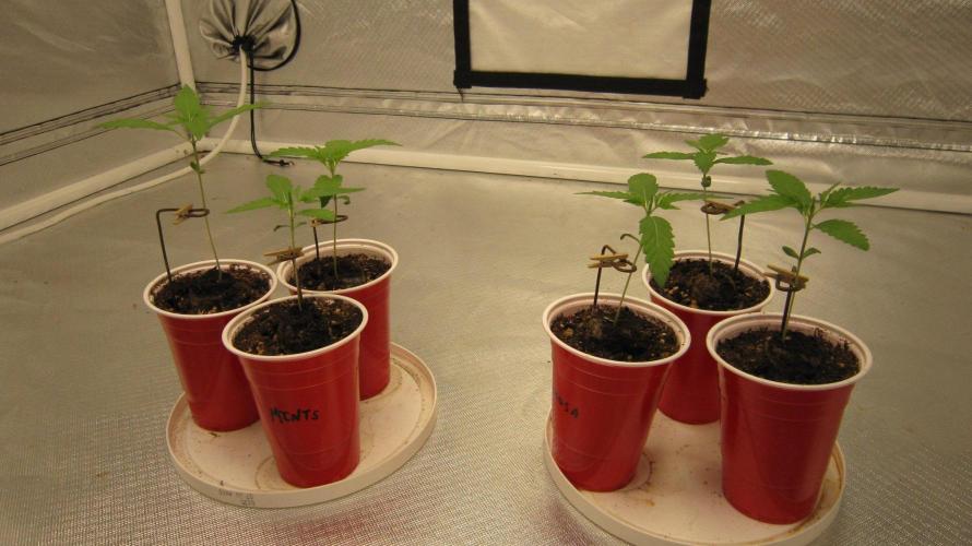 Mimosa - Breakfast, Wake-and-Bake. Week 1 - All the seedlings started