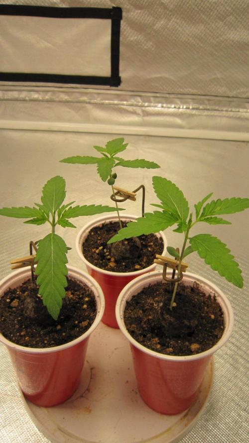 Mimosa - Breakfast, Wake-and-Bake. Week 1 - Mimosa