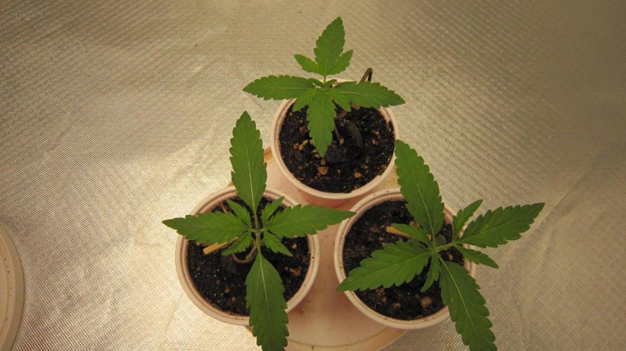 Mimosa - Breakfast, Wake-and-Bake. Week 1 - Mimosa