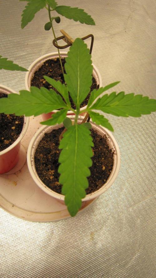 Mimosa - Breakfast, Wake-and-Bake. Week 1 - Plant #1
