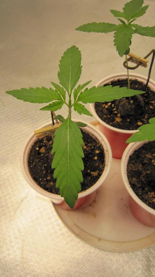 Mimosa - Breakfast, Wake-and-Bake. Week 1 - Plant #2