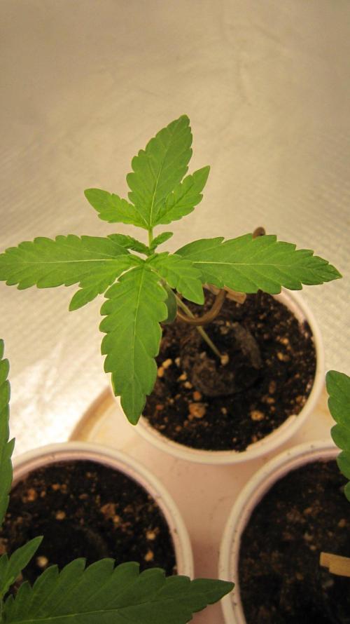 Mimosa - Breakfast, Wake-and-Bake. Week 1 - Plant #3