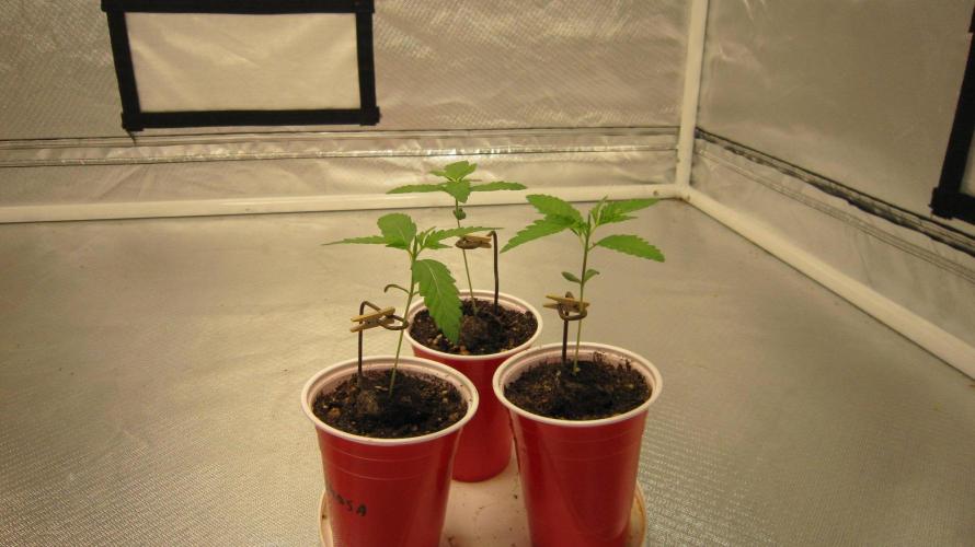 Mimosa - Breakfast, Wake-and-Bake. Week 1 - Plant's 1,2 and 3