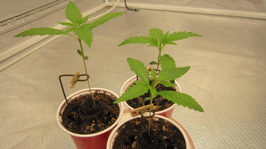 Kush Mints - Minty Flavor Hunt. Week 1 - Kush Mints - 3 Plants - 