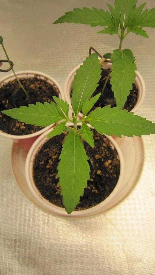 Kush Mints - Minty Flavor Hunt. Week 1 - Plant #1