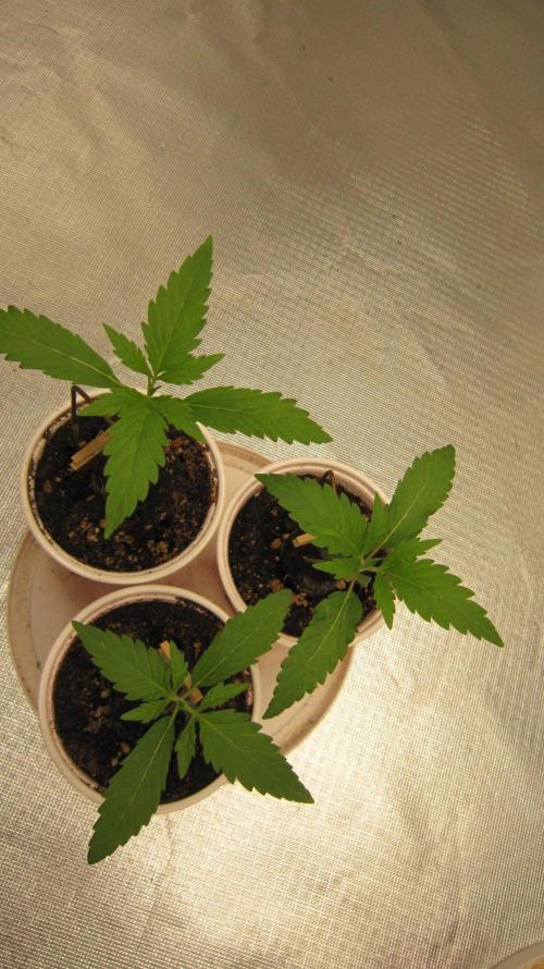 Kush Mints - Minty Flavor Hunt. Week 1 - Plants 1,2 and 3