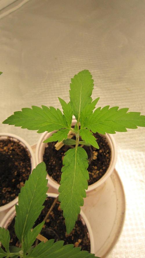 Kush Mints - Minty Flavor Hunt. Week 1 - Plant #2