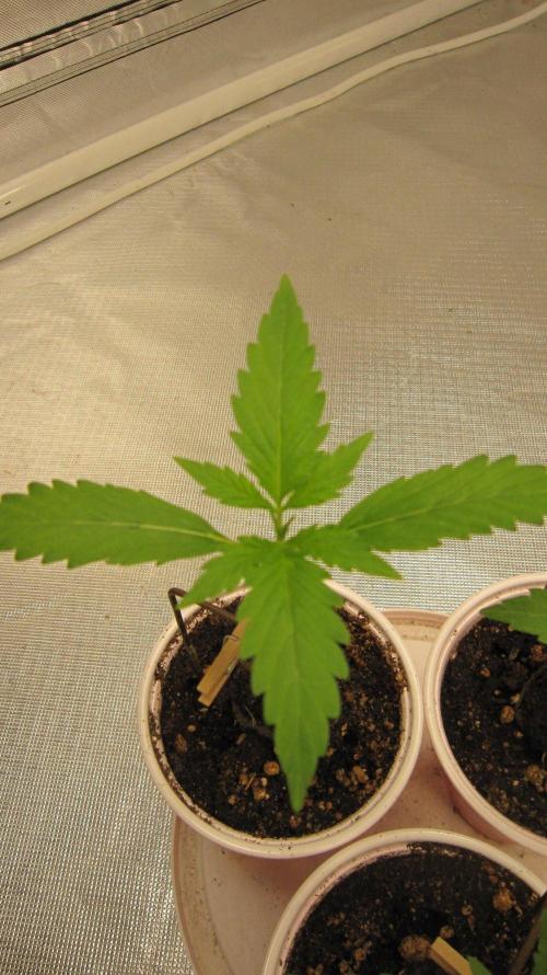 Kush Mints - Minty Flavor Hunt. Week 1 - Plant #3