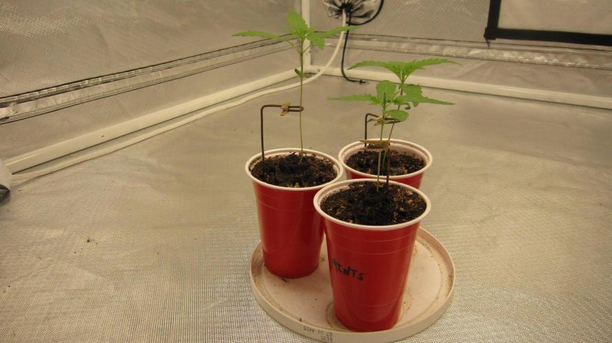 Kush Mints - Minty Flavor Hunt. Week 1 - 3 Seedlings of Kush Mints.