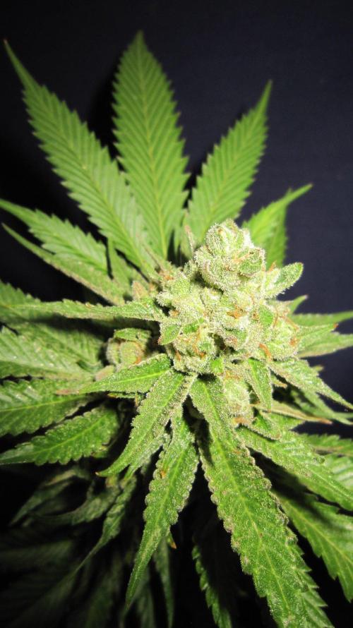 Runtz Mintz Cream by SnowShoe Joe. Week 26 - Runtz Mintz Cream - RMC - Plant #1 - First Buds - Just Getting Started