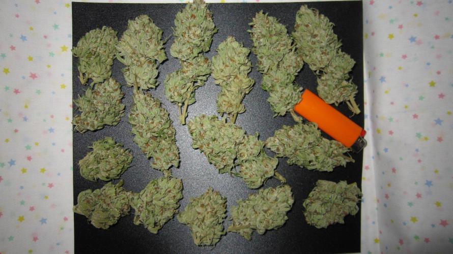 Runtz Mintz Cream by SnowShoe Joe. Week 26 - RMC - Plant #1 - Dried Buds