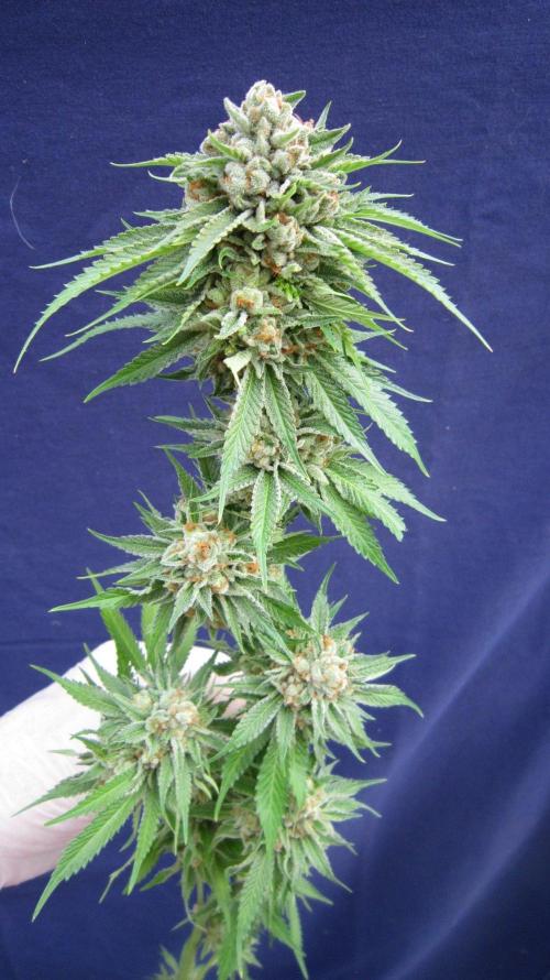 Runtz Mintz Cream by SnowShoe Joe. Week 26 - RMC - Plant #2