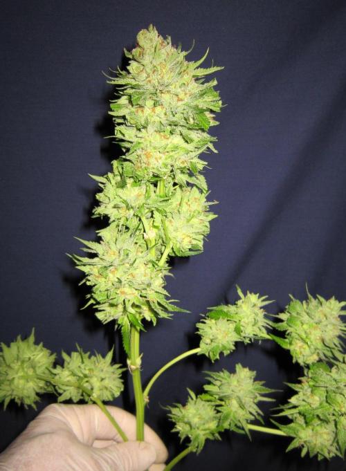 Runtz Mintz Cream by SnowShoe Joe. Week 26 - RMC - Plant #2