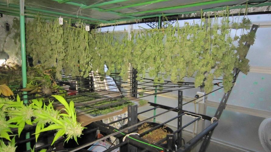 Runtz Mintz Cream by SnowShoe Joe. Week 26 - Getting There - RMC -  End of Plant #3