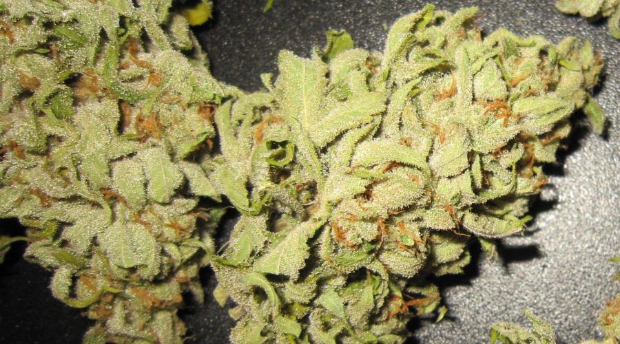Runtz Mintz Cream by SnowShoe Joe. Week 26 - RMC - Plant #2 - Dried Buds