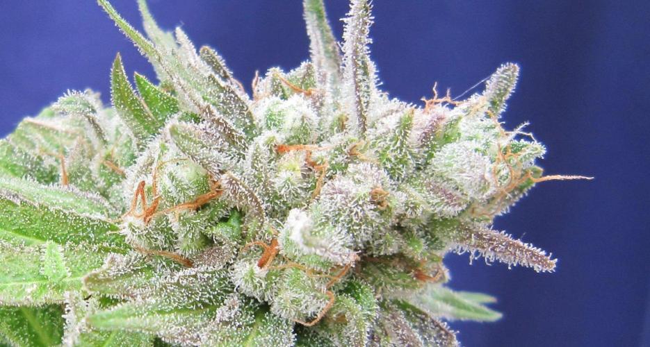 Runtz Mintz Cream by SnowShoe Joe. Week 26 - RMC - Plant #3