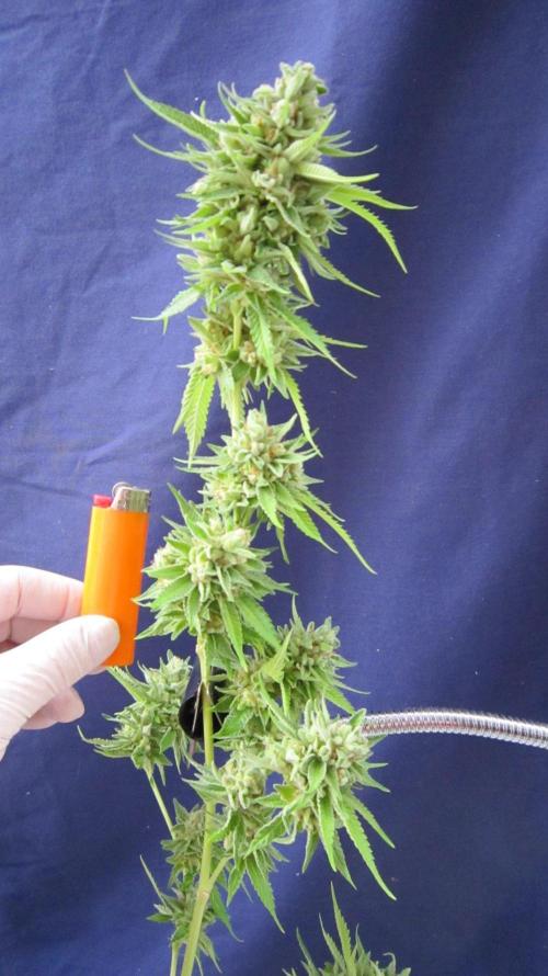 Runtz Mintz Cream by SnowShoe Joe. Week 26 - RMC - Plant #4