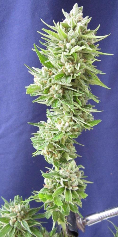 Runtz Mintz Cream by SnowShoe Joe. Week 26 - RMC - Plant #4