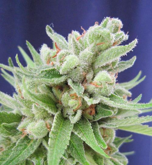 Runtz Mintz Cream by SnowShoe Joe. Week 26 - RMC - Plant #4