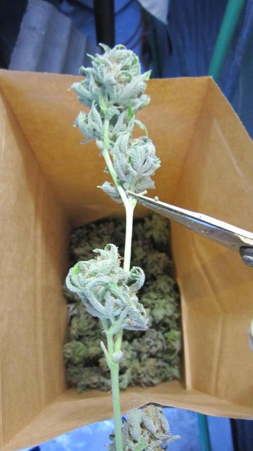 Runtz Mintz Cream by SnowShoe Joe. Week 26 - Trimmed the wet trimmed buds into the curing bags. 
