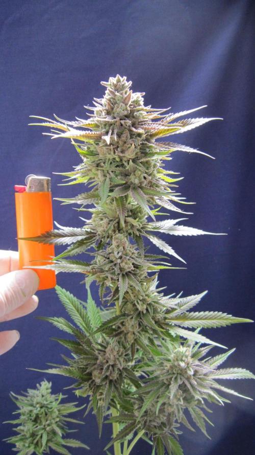 Runtz Mintz Cream by SnowShoe Joe. Week 26 - RMC - Plant #5