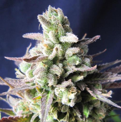 Runtz Mintz Cream by SnowShoe Joe. Week 26 - RMC - Plant #5