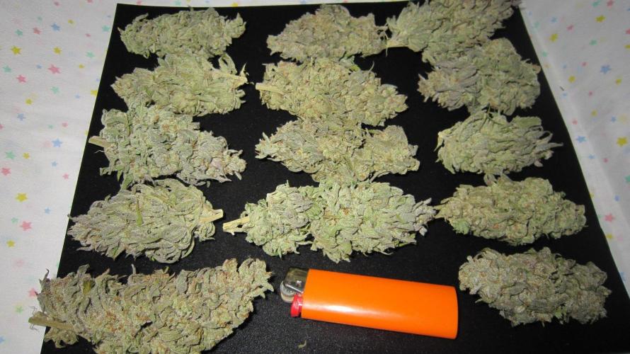 Runtz Mintz Cream by SnowShoe Joe. Week 26 - RMC - Plant #5 - Dried Buds