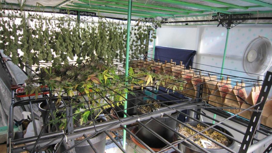 Runtz Mintz Cream by SnowShoe Joe. Week 26 - Only Plant #6 is left. See the curing bags full of slow drying buds