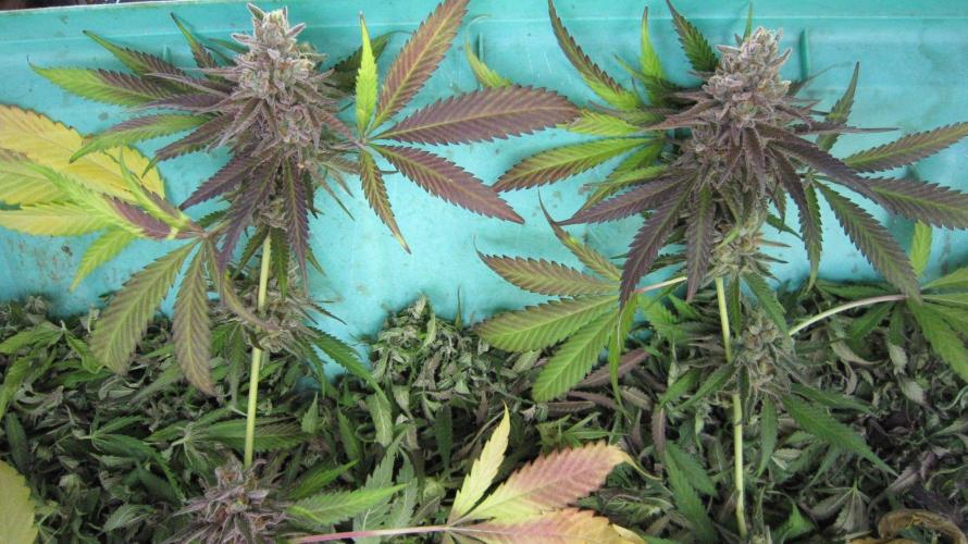 Runtz Mintz Cream by SnowShoe Joe. Week 26 - RMC - Plant #6